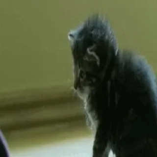 🐈‍⬛