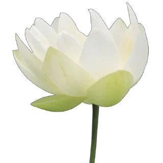 🪷
