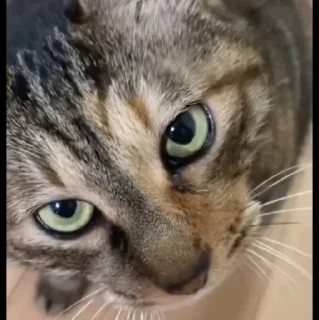 🤩