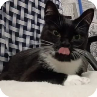 🐱