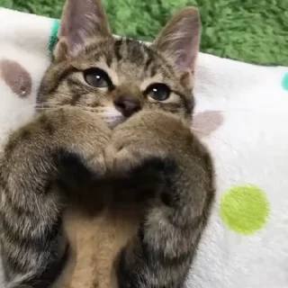 🧡