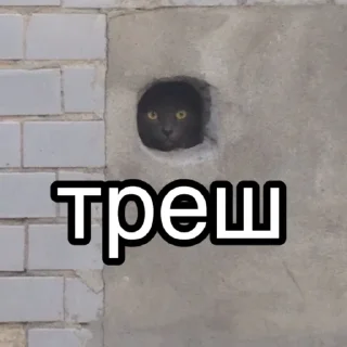 🤦‍♂️