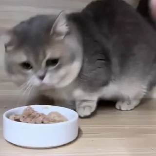🐈‍⬛️