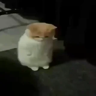 🐈