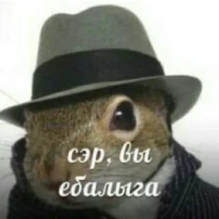 🐿