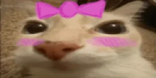 🎀