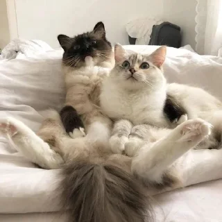 🐱