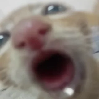 🍼