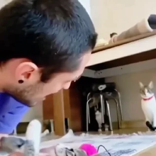 🐈‍⬛️