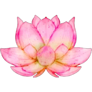 🪷