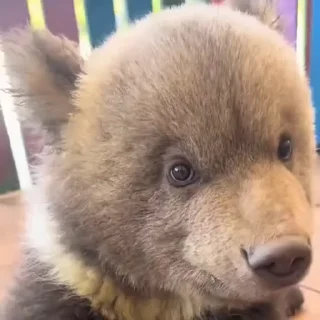 🤩