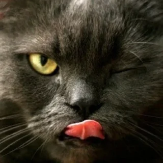 😼
