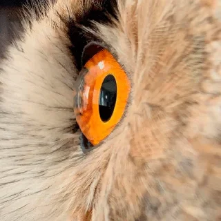 👁
