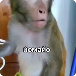 Манки @Earth928B