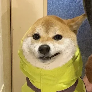 🐶