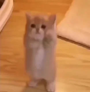 🥺