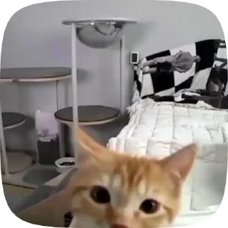 🌟