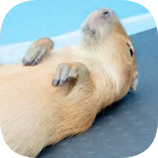 😴