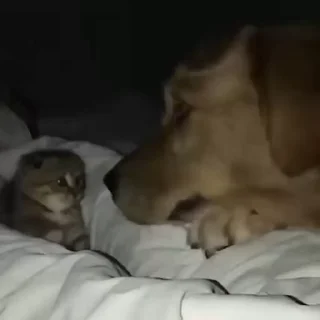 🐾