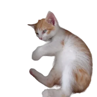 🐈