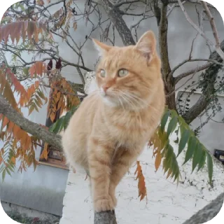 🐱