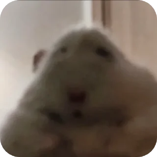 🐹