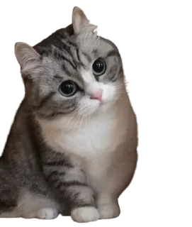 😺