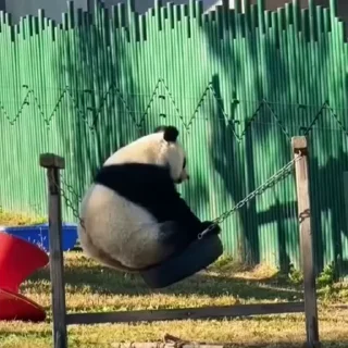 🐼