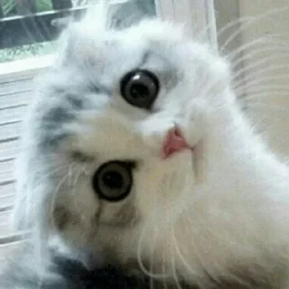 🐈