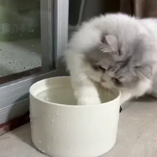🐱