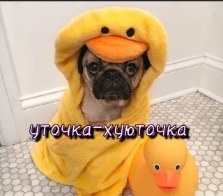 🦆