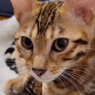 🤩