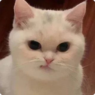 🫤