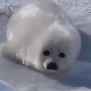 💫