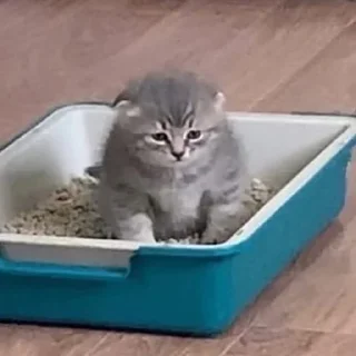 😪