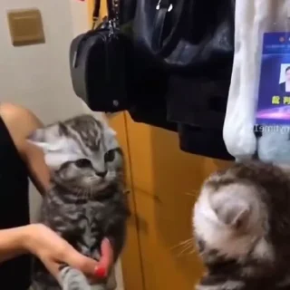 🤩