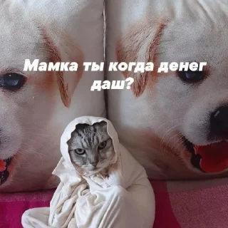 🐱