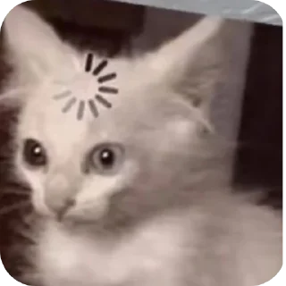 🐱