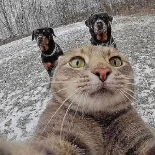 🤳