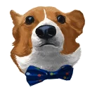 🐶