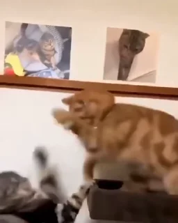 😠