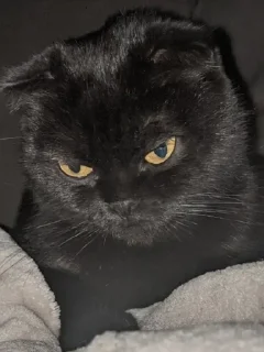 😤