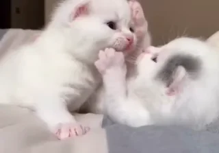 💋