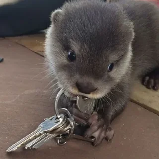 🗝
