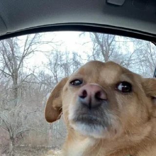 🐶