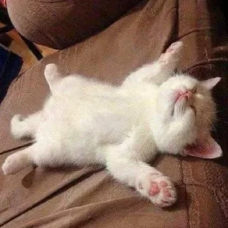 🐈