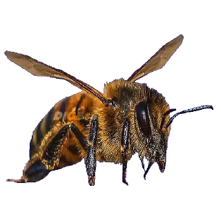 🐝