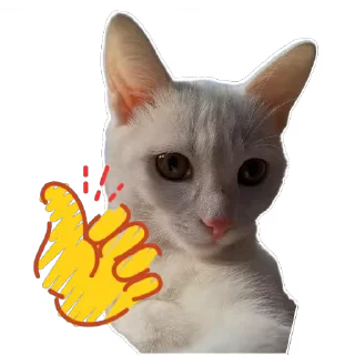 🐱