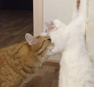 🐱
