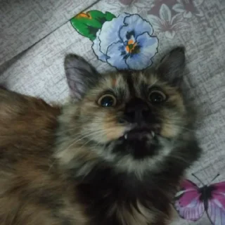 😾